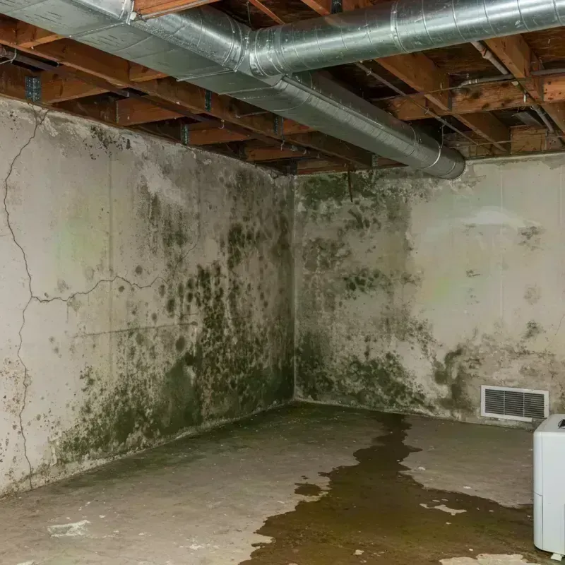 Professional Mold Removal in Chickasha, OK